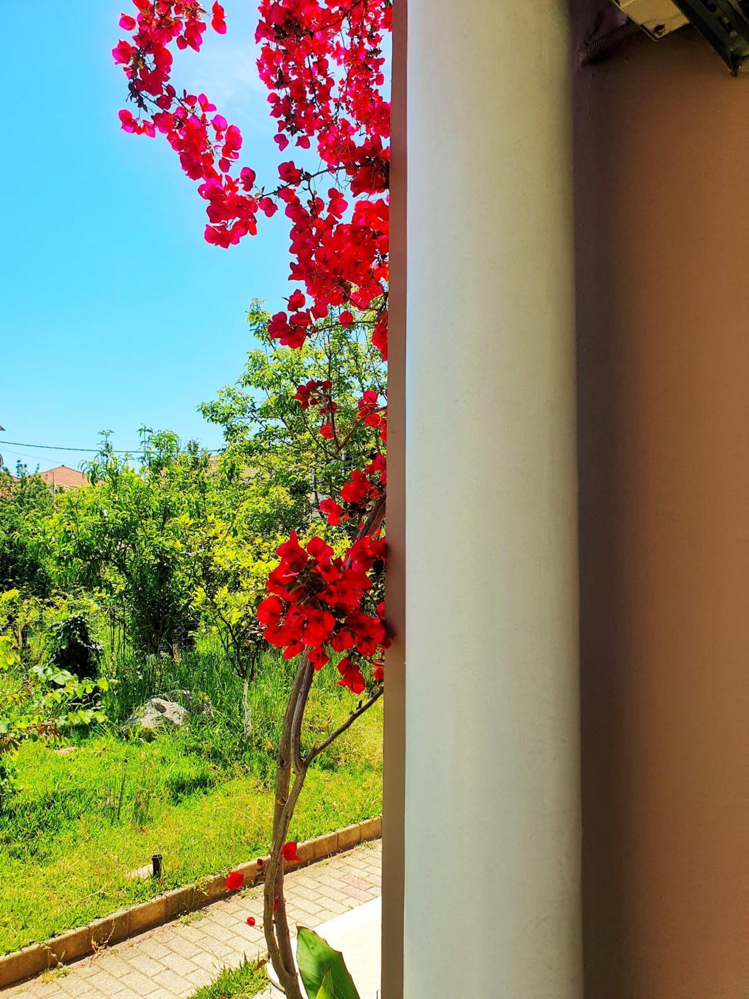 Green Studio Nidri Dış mekan fotoğraf
